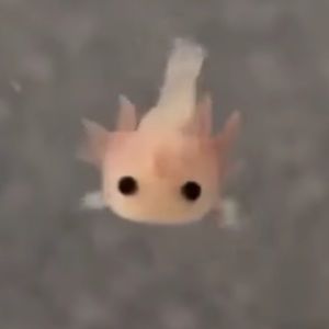 Meet your Posher, Daisy